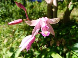 Japan- Orchidee Japan- Orchidee
