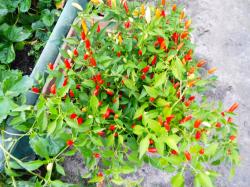 Chili Tabasco Chili Tabasco