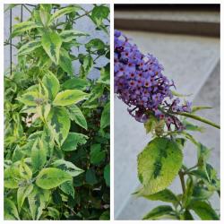 Stecklinge panaschierter Sommerflieder Stecklinge panaschierter Sommerflieder