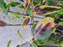 Panaschierte Forsythie, Stecklinge Panaschierte Forsythie, Stecklinge