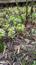 Winterlinge Winterlinge