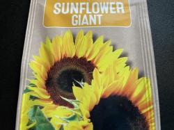 Riesensonnenblume Riesensonnenblume