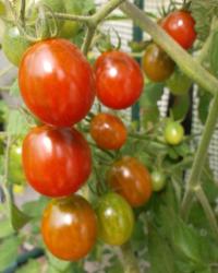 rotbraune Datteltomate rotbraune Datteltomate