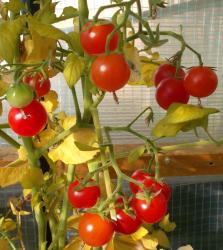 rote Kirschtomate rote Kirschtomate