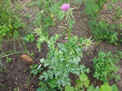Mariendistel Mariendistel