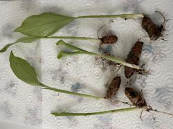 Kukuma Rose Kukuma Rose