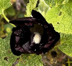 Stockrose schwarz Stockrose schwarz