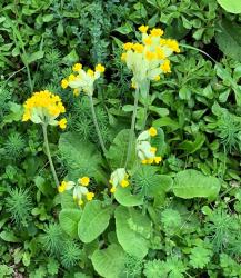 3 Jungpflanzen echte Schlüsselblume 3 Jungpflanzen echte Schlüsselblume