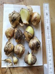 Elefantenknoblauch - kleinere Zehen Elefantenknoblauch - kleinere Zehen