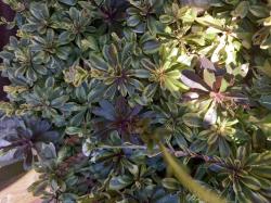 Gänsekresse Variegata Gänsekresse Variegata