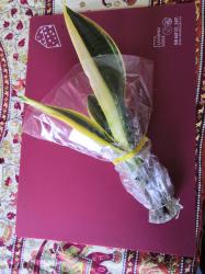 Sansevieria Ableger Sansevieria Ableger