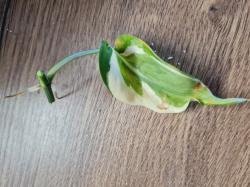 Philodendron Gabby Philodendron Gabby