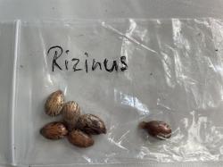 Rizinus Samen Rizinus Samen