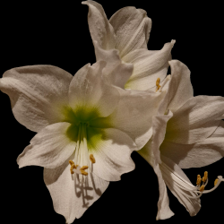 Amaryllis - Weiß Amaryllis - Weiß