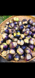 Tomatillo purple de milpa Tomatillo purple de milpa
