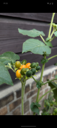 Samtpfirsich, Zwergtomatillo 