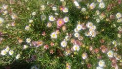 Spanisches Gänseblümchen Spanisches Gänseblümchen