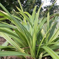 Carex foliosissima `Irish Green´ Carex foliosissima `Irish Green´