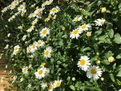 Hohe Gartenmargerite Hohe Gartenmargerite