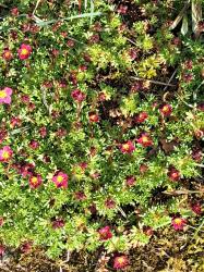 Bodendecker Saxifraga Bodendecker Saxifraga