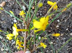 Winterjasmin Winterjasmin
