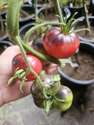 Tomate Chupa Chups Rose Tomate Chupa Chups Rose