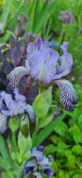 Iris Variegata Reginae + Zugabe Iris Variegata Reginae + Zugabe