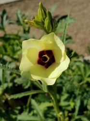 Okra, Okraschote Okra, Okraschote
