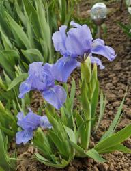 Iris hellblau Iris hellblau