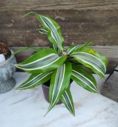 Drachenbaum 'Lemon Lime' Drachenbaum 'Lemon Lime'