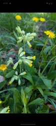 echte Schlüsselblume 