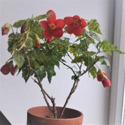 Abutilon Russel's Dwarf Abutilon Russel's Dwarf