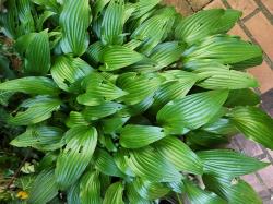 Hosta Lanzenblatt Hosta Lanzenblatt