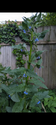 blau blühender Beinwell blau blühender Beinwell