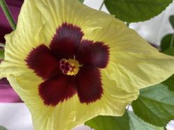 Gelber Hibiskus Gelber Hibiskus