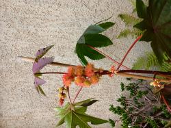 Rhizinus- Samen