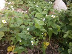 10 Erdbeerpflanzen, weiße kleine Erdbeeren 10 Erdbeerpflanzen, weiße kleine Erdbeeren