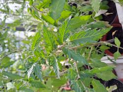 Bio Tomate Zuckertraube Bio Tomate Zuckertraube