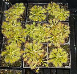 Sonnentau 4 Pflanzen Sonnentau 4 Pflanzen