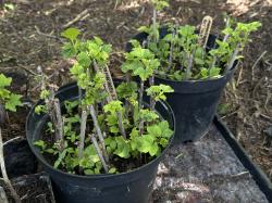 Johannisbeeren Überraschungs-Mix Johannisbeeren Überraschungs-Mix