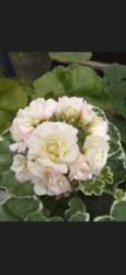 Koreanische Rosen Pelargonie "Uiato Ringu" Koreanische Rosen Pelargonie "Uiato Ringu"