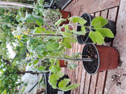 Tomate Fuzzy Wuzzy Bioland Tomate Fuzzy Wuzzy Bioland