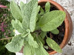 Gartensalbei Gartensalbei