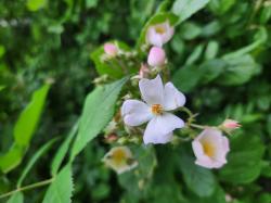 Büschel Rose weiß Büschel Rose weiß