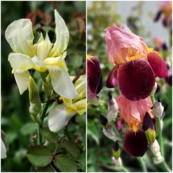 Iris, dunkel-altrosa und blassgelb Iris, dunkel-altrosa und blassgelb