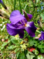 Iris Schwerglilie Mix violett gelb Iris Schwerglilie Mix violett gelb