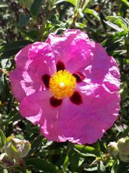 Zistrose pink Zistrose pink