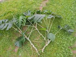 Monstera borsigiana
