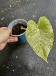 Elefantenohr - variegata Elefantenohr - variegata