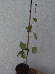 Kanadischer Mondsame Kanadischer Mondsame